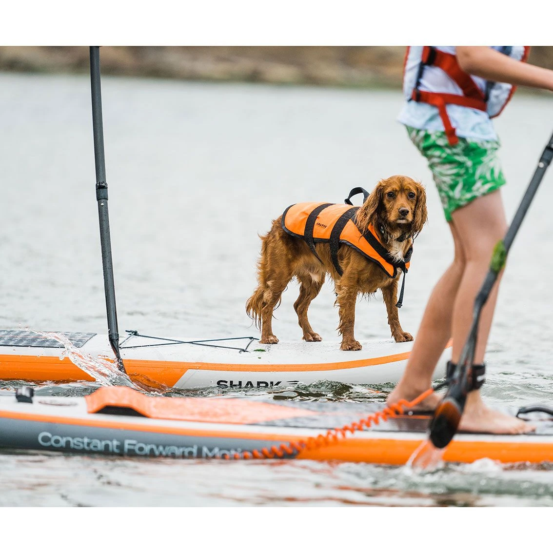 Shark T 12'6 X 30" X 6" Paddleboard 2023 13 Shark T 12'6 X 30" X 6" Paddleboard 2023 - Image 11